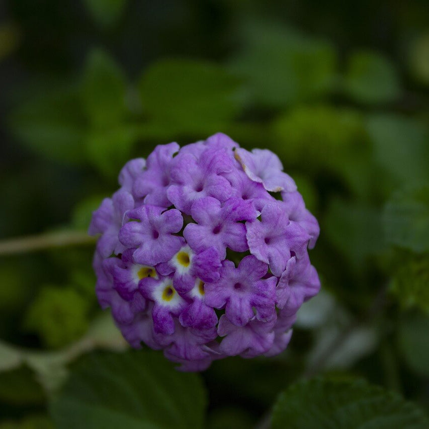 Purple Lantana Seeds - Flower Plant