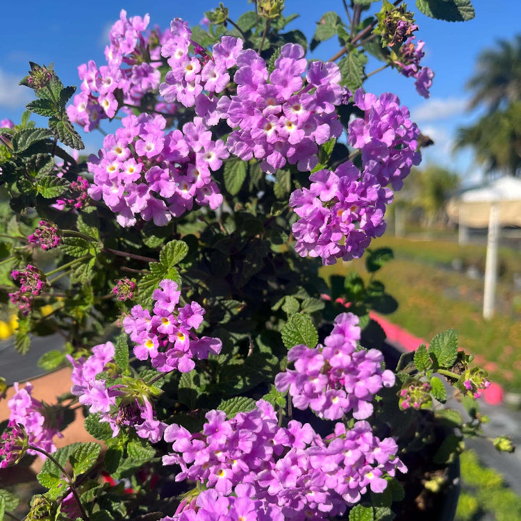 Purple Lantana Seeds - Flower Plant