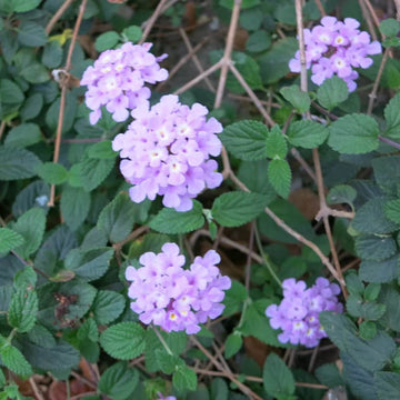 Purple Lantana Seeds - Flower Plant