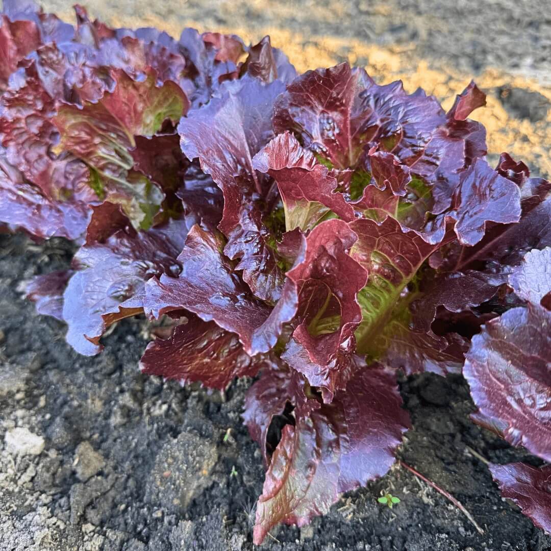 Purple Lettuce Seeds 
