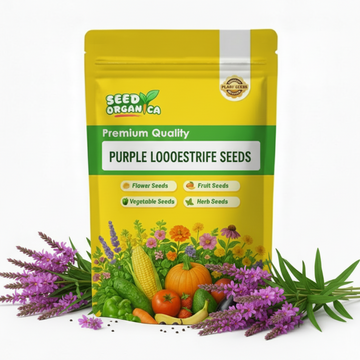 Purple Loosestrife Seeds