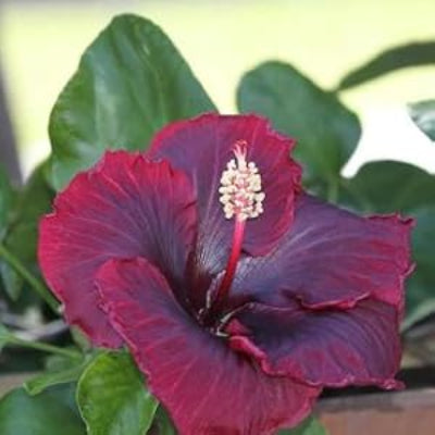 Purple Maroon Hibiscus  Seeds 