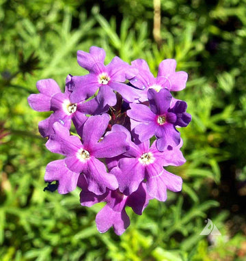 Purple Moss Verbena Seeds 