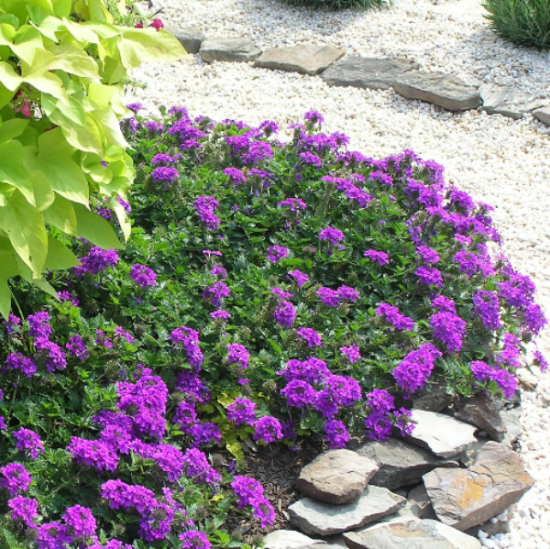 Purple Moss Verbena Seeds 