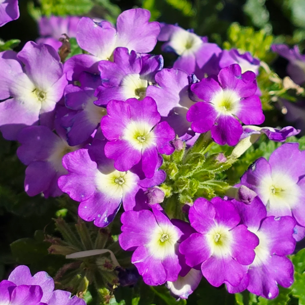 Purple Moss Verbena Seeds 