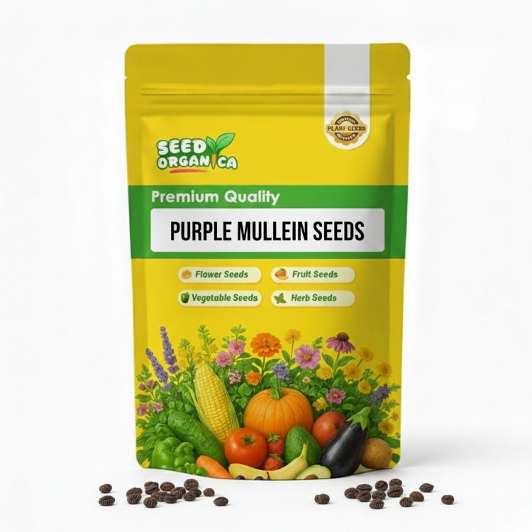 Purple Mullein Seeds