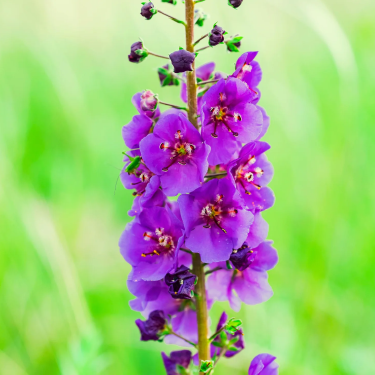 Purple Mullein Seeds