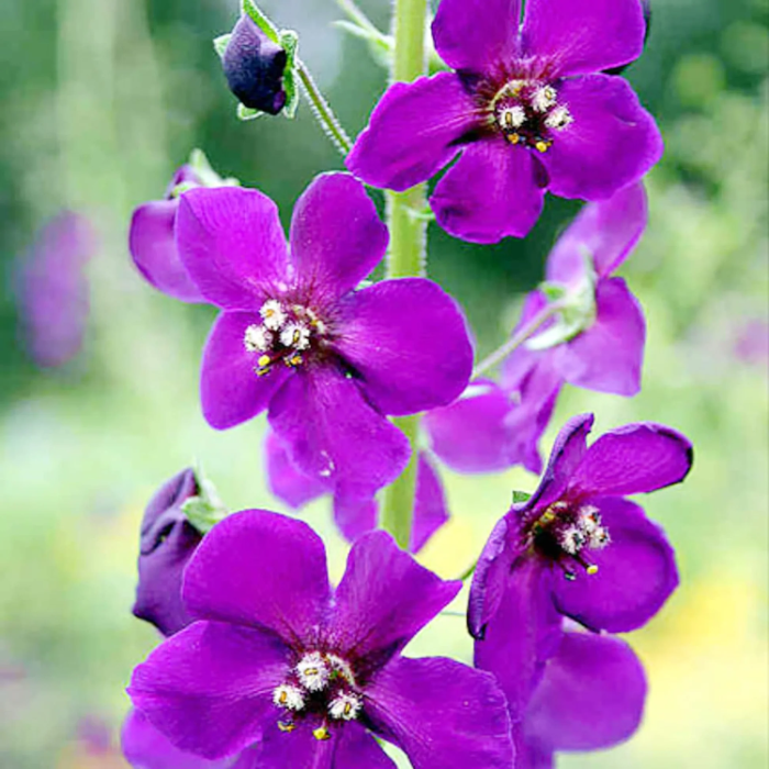 Purple Mullein Seeds