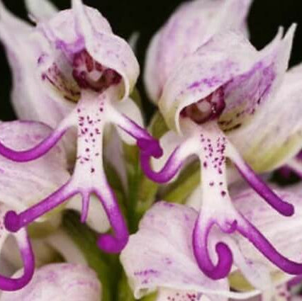 Purple Naked Man Orchid Seeds