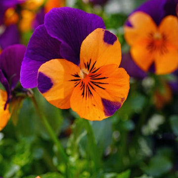 Purple Orange Pansy Seeds