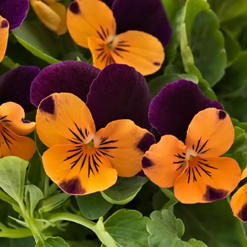 Purple Orange Pansy Seeds 