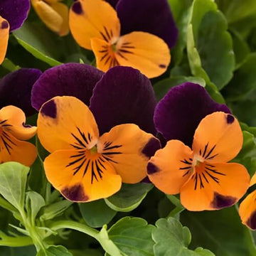 Purple Orange Pansy Seeds 