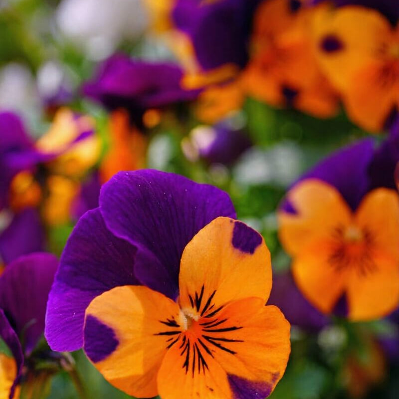 Purple Orange Pansy Seeds 