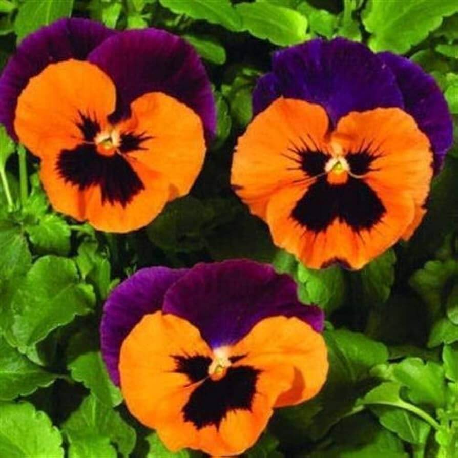 Purple Orange Pansy Seeds 