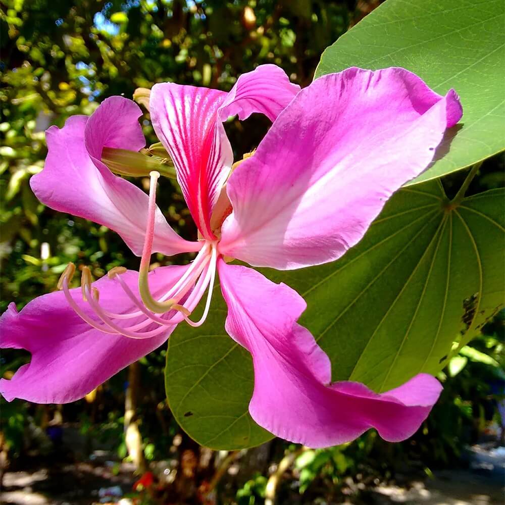 Purple Orchid Tree Seeds - Flower Plant