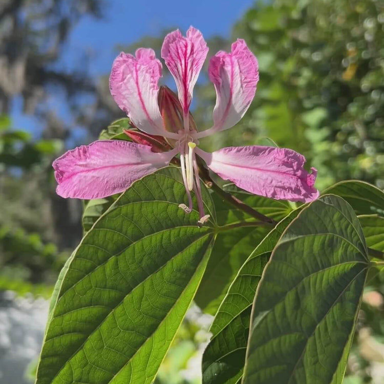 Purple Orchid Tree Seeds - Flower Plant
