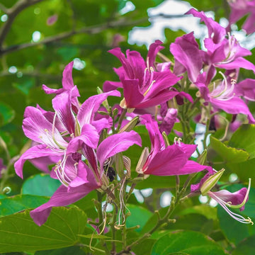 Purple Orchid Tree Seeds - Flower Plant