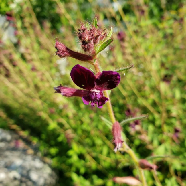 Purple Passion Cuphea Seeds