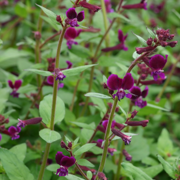Purple Passion Cuphea Seeds