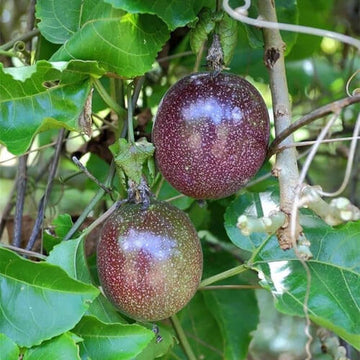 Purple Passion Fruit Seeds - Fruit Plant