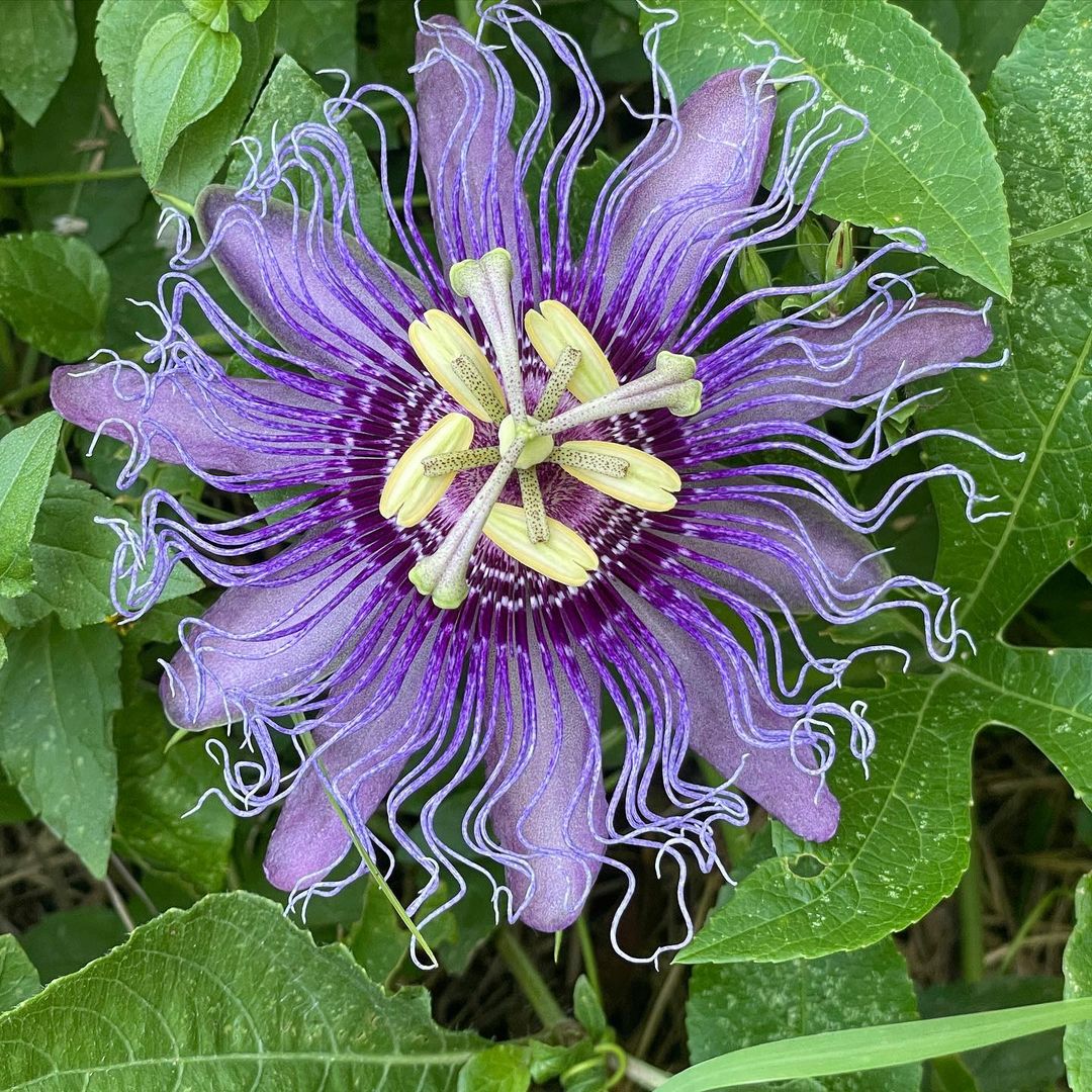 Purple Passion Vine Seeds