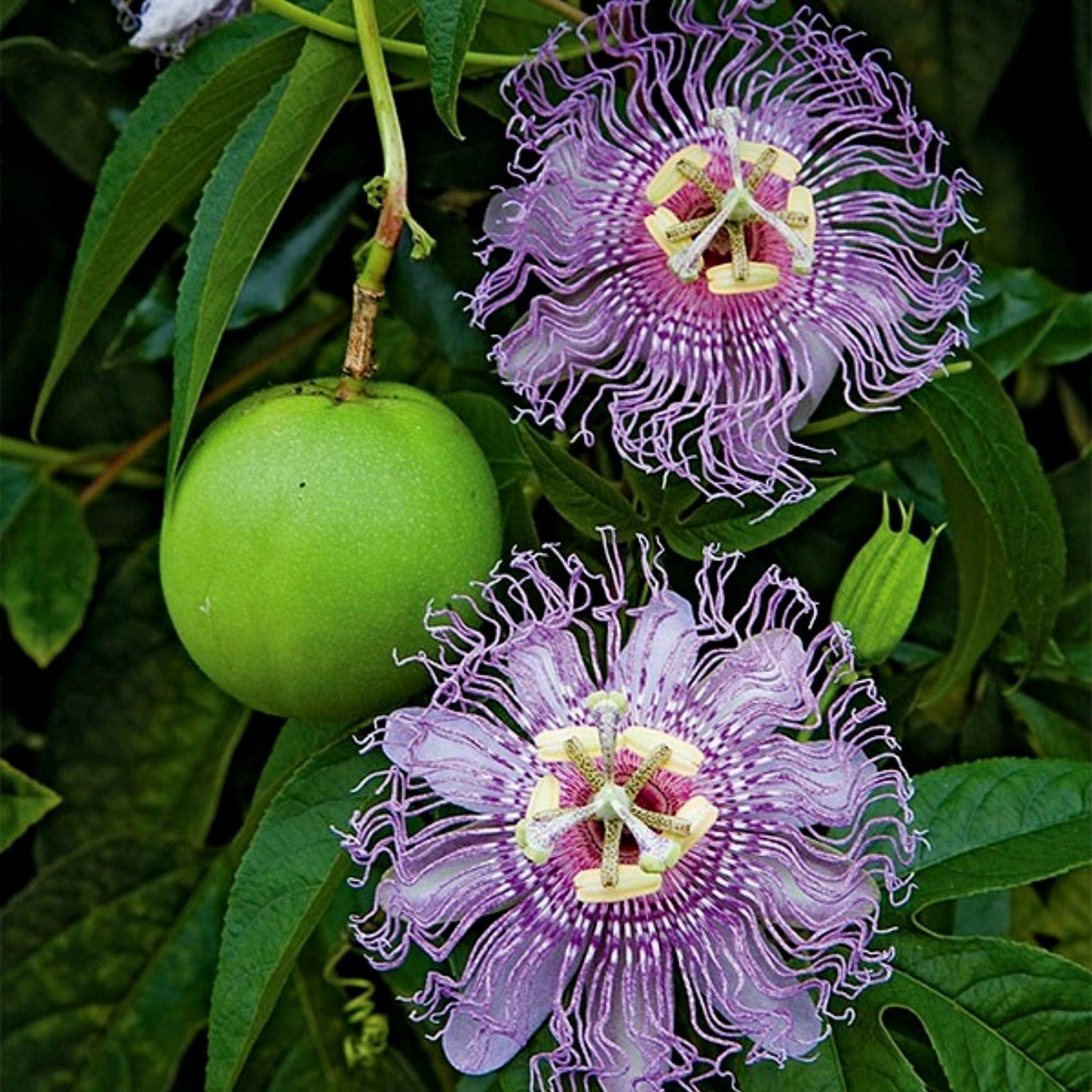 Purple Passion Vine Seeds