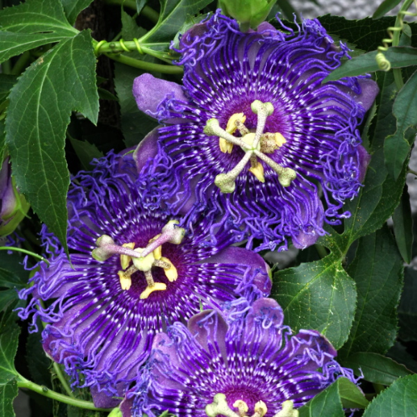 Purple Passion Vine Seeds
