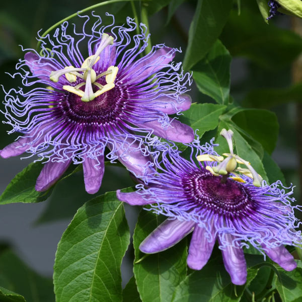 Purple Passion Vine Seeds