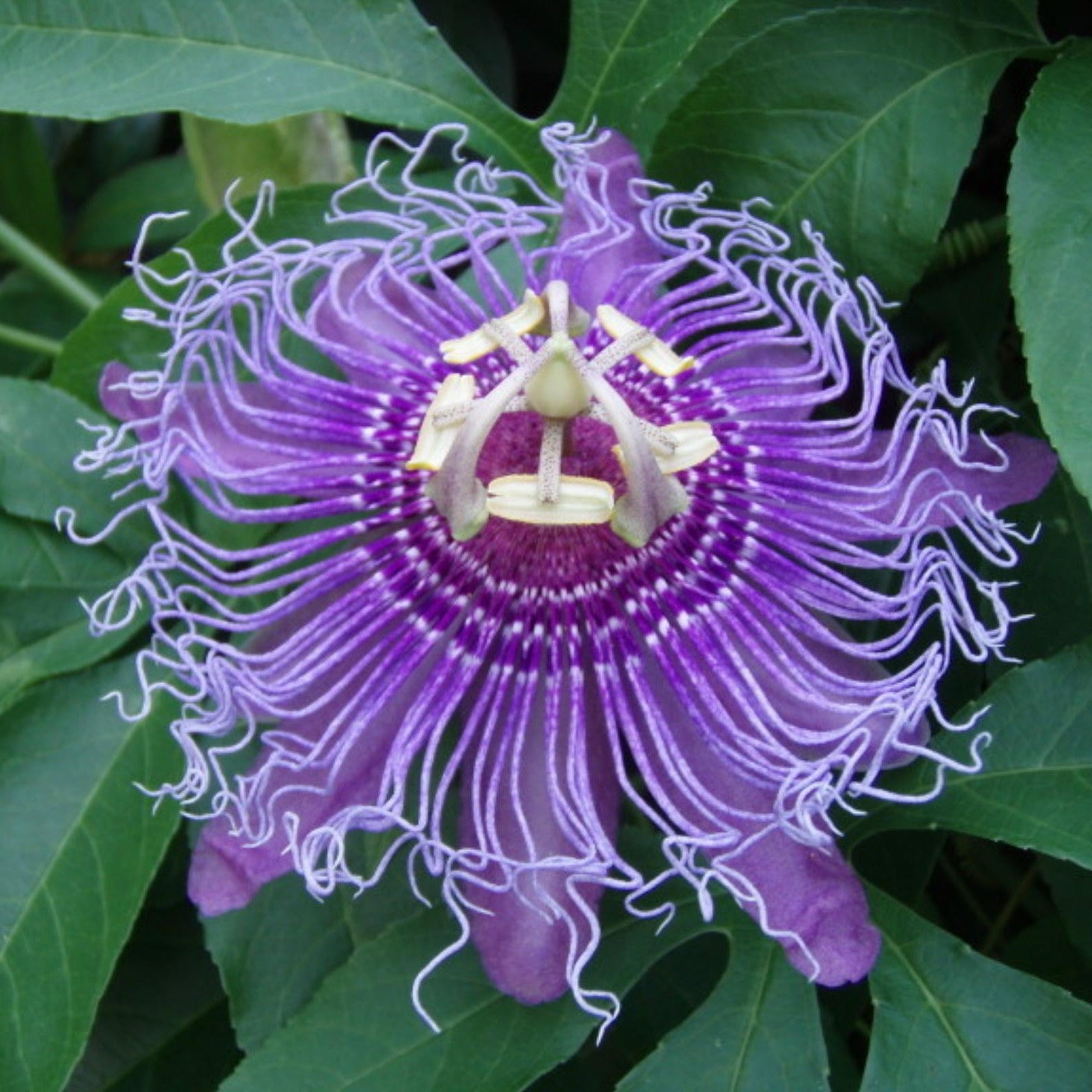 Purple Passion Vine Seeds
