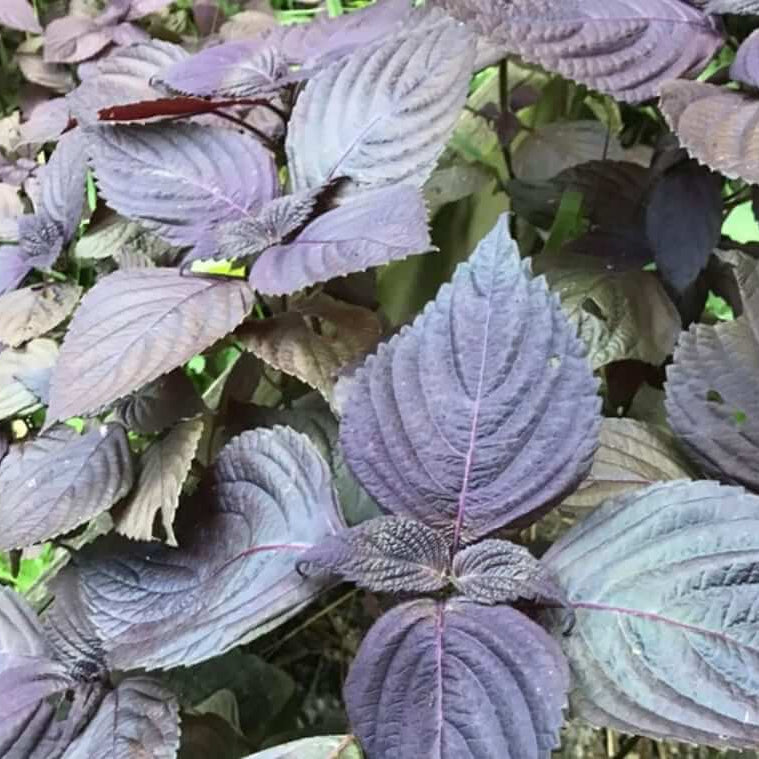 Purple Perilla Seeds