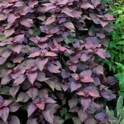 Purple Perilla Seeds