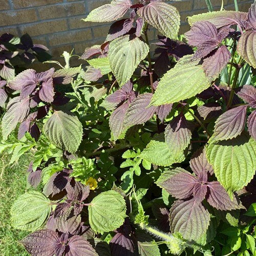Purple Perilla Seeds