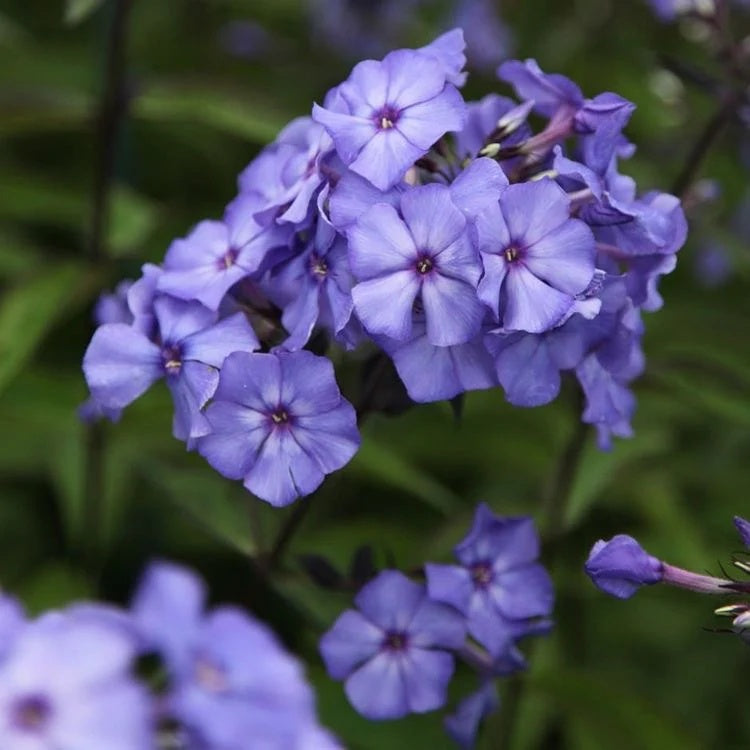 Purple Phlox Seeds