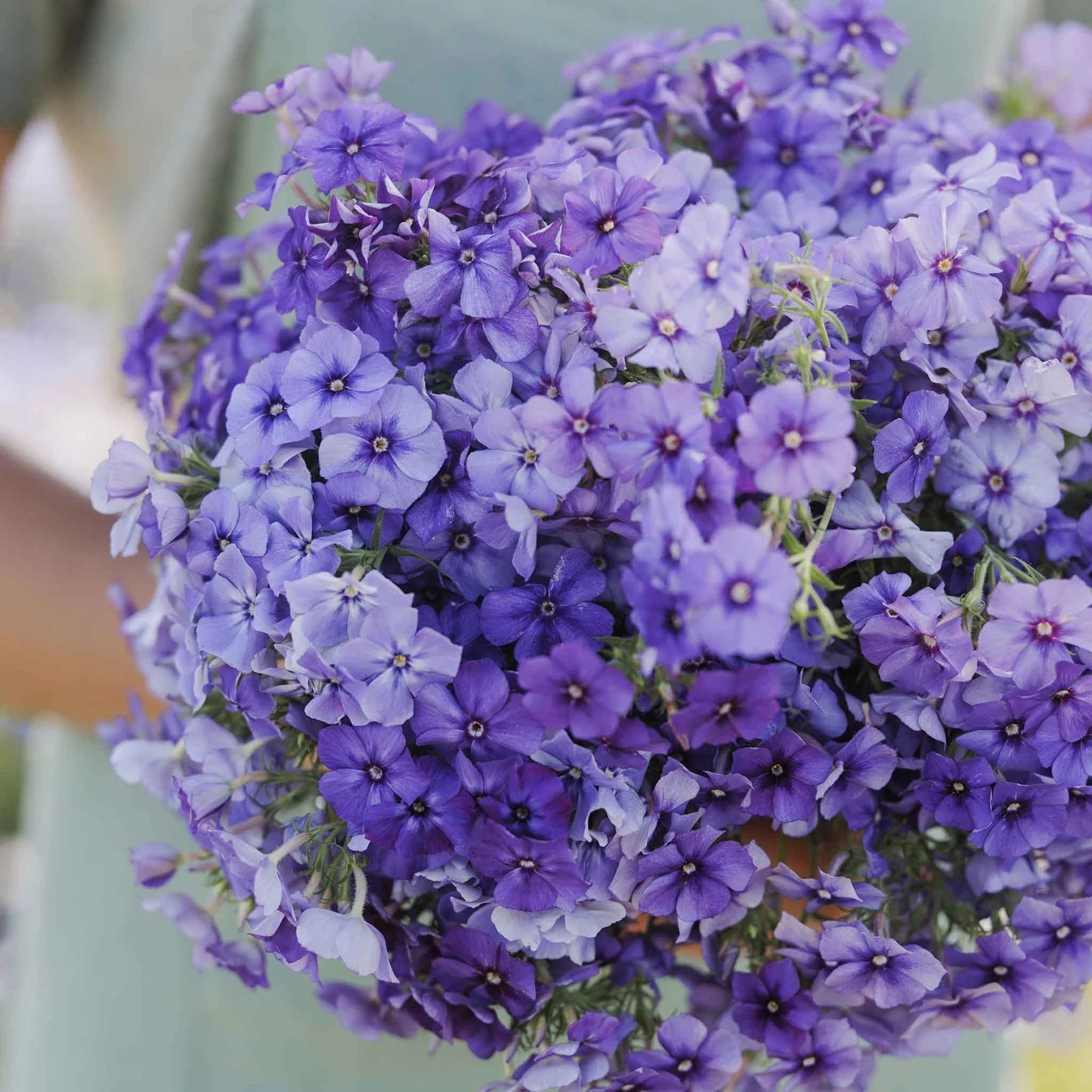 Purple Phlox Seeds