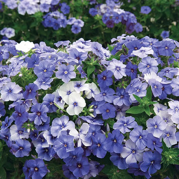 Purple Phlox Seeds