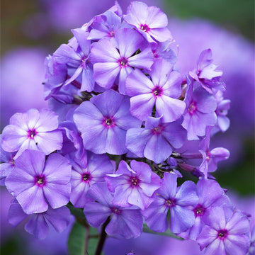 Purple Phlox Seeds
