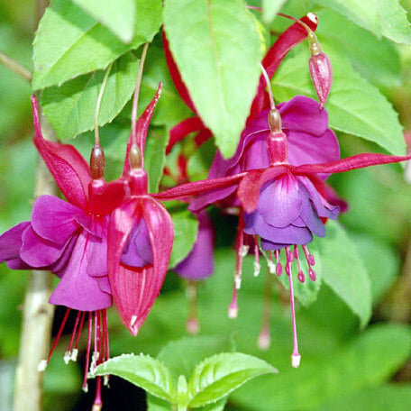 Purple Pink Double Petal Fuchsia Seeds