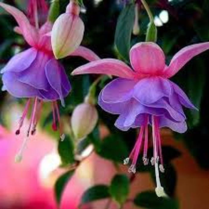 Purple Pink Double Petal Fuchsia Seeds