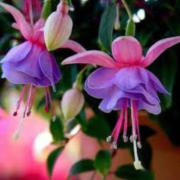 Purple Pink Double Petal Fuchsia Seeds