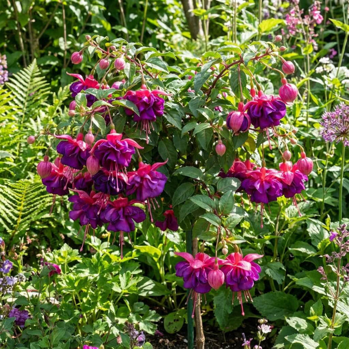 Purple Pink Double Petal Fuchsia Seeds 