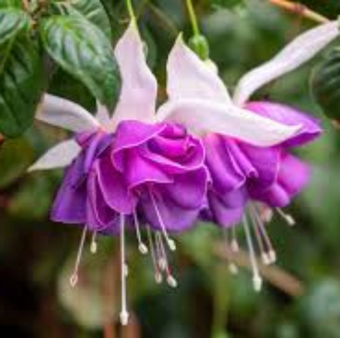 Purple Pink Double Petal Fuchsia Seeds