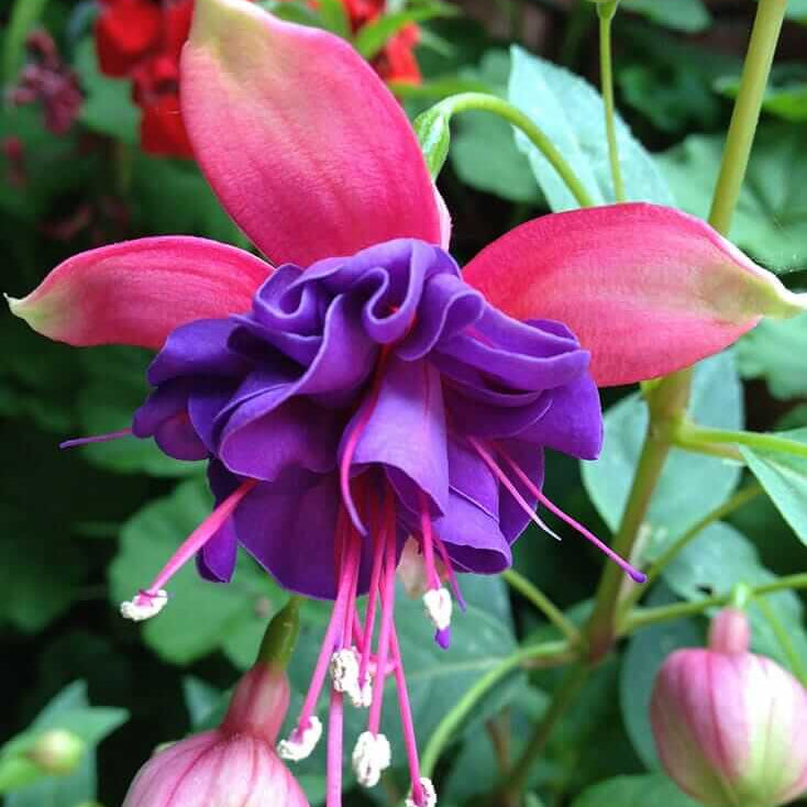 Purple Pink Double Petal Fuchsia Seeds 