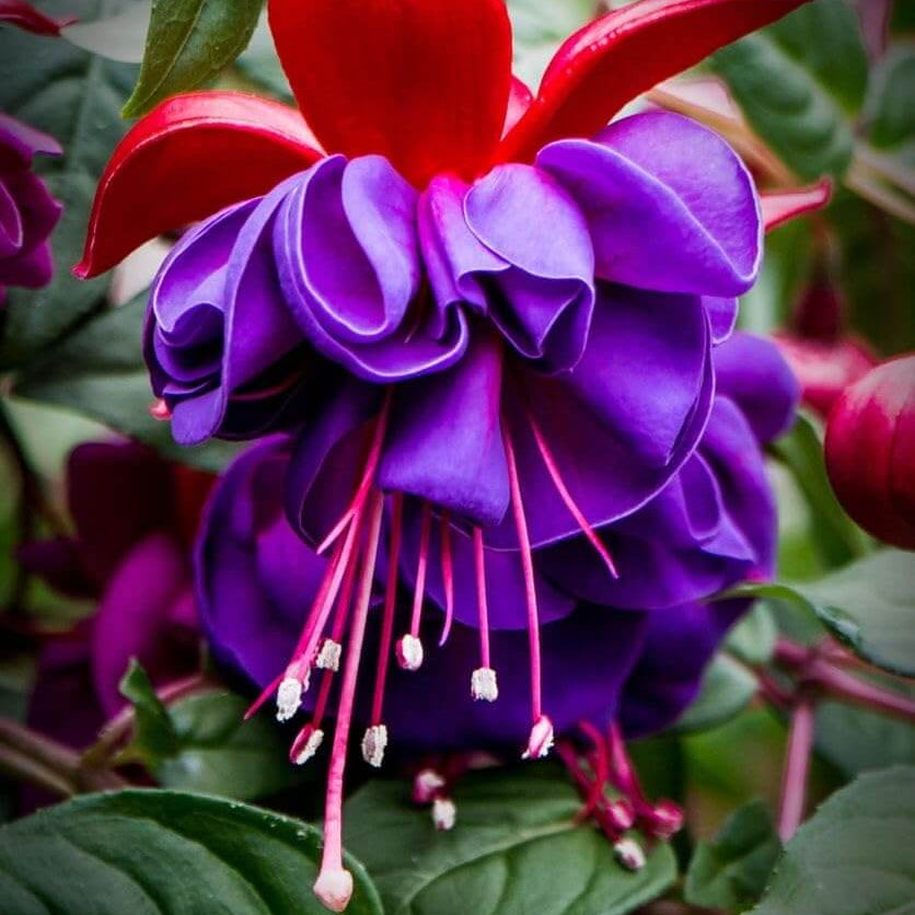 Purple Pink Fuchsia Seeds 