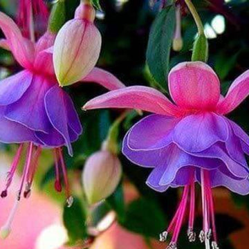 Purple Pink Fuchsia Seeds 