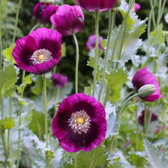 Purple Poppy Seeds - Flower Plant