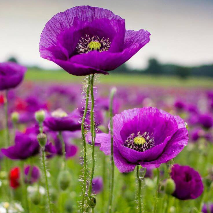 Purple Poppy Seeds - Flower Plant