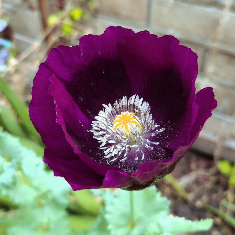Purple Poppy Seeds - Flower Plant