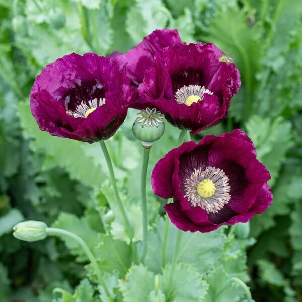 Purple Poppy Seeds - Flower Plant