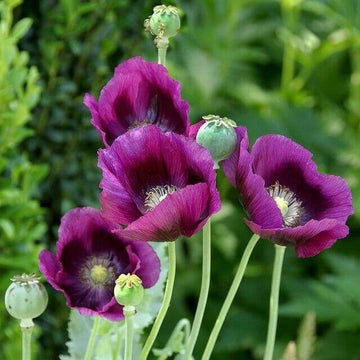 Purple Poppy Seeds - Flower Plant