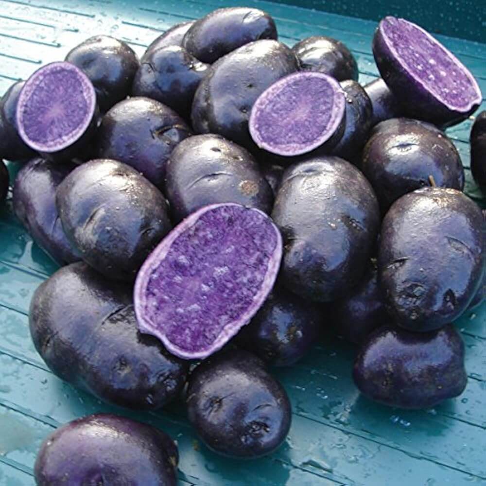 Purple Potato Seeds 